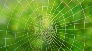Spider web against green background